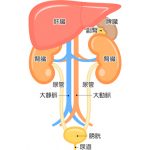 命を守る腎臓の話