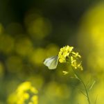 期待と緊張の春、チョウのように羽ばたこう