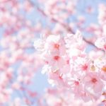 「桜切る馬鹿、梅切らぬ馬鹿」ってどういう意味？