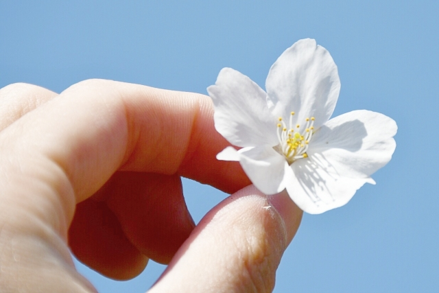 桜の花